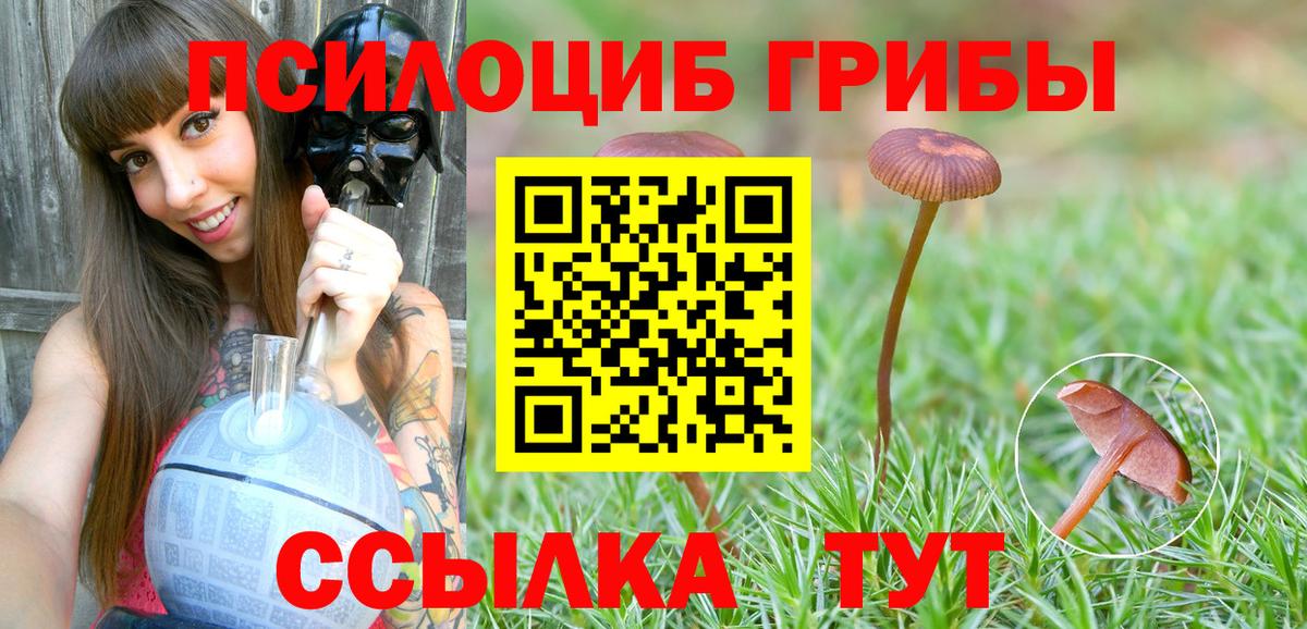 Галлюциногенные грибы Cubensis  как найти   Новоалександровск  Вход с VPN 