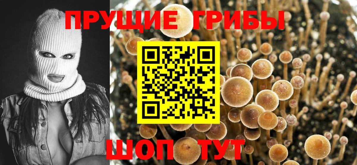 Псилоцибиновые грибы Psilocybine cubensis Новоалександровск